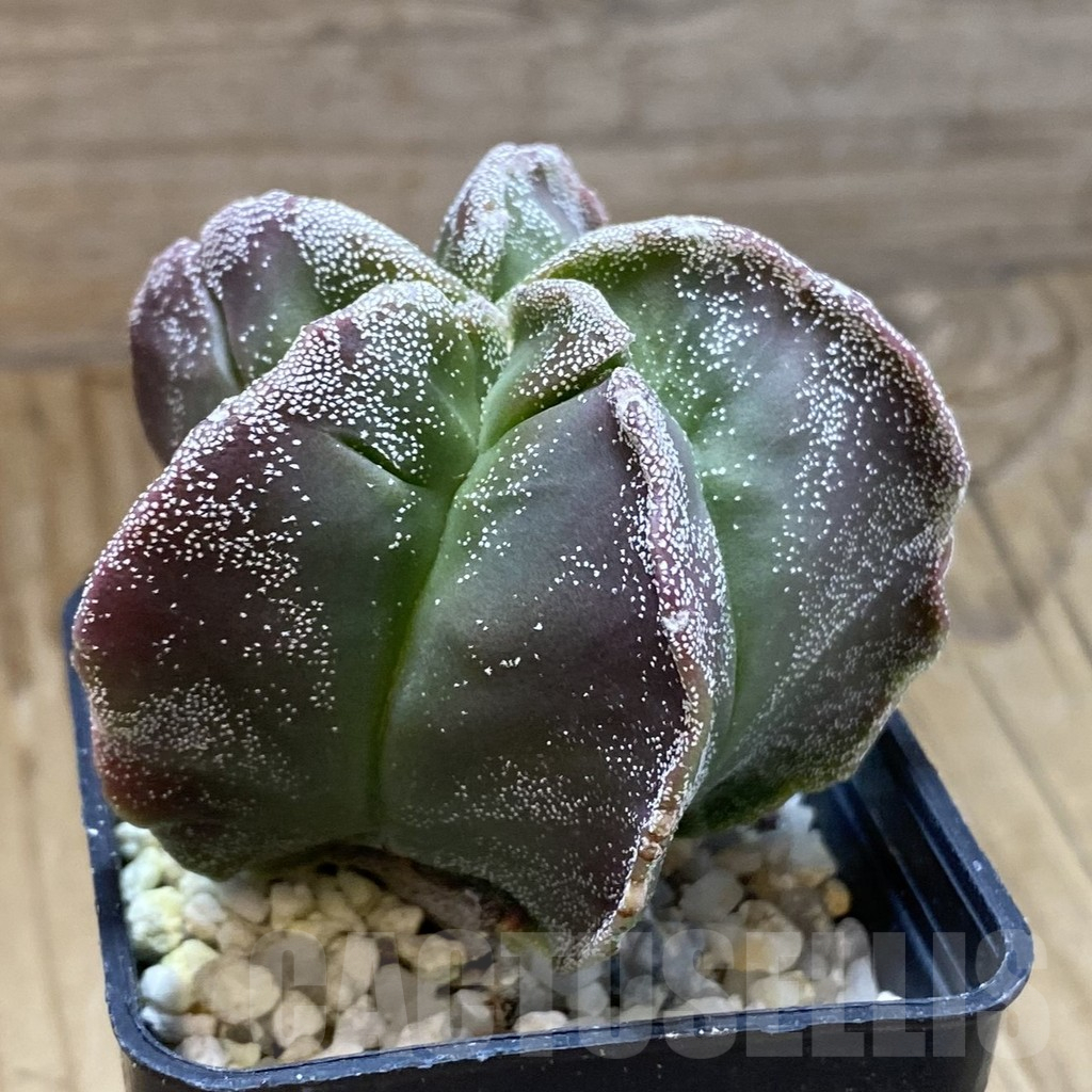 SH15689 Astrophytum myriostigma 'Kikko' - Image 2