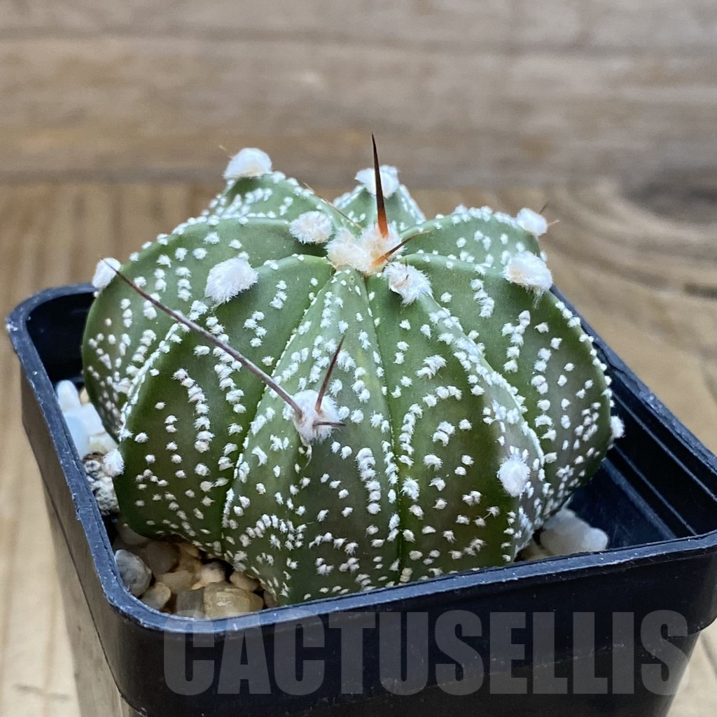 SH15692 Astrophytum asterias x capricorne - Image 2