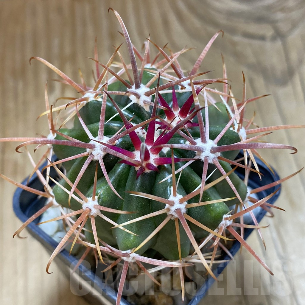 SH15697 Ferocactus fordii
