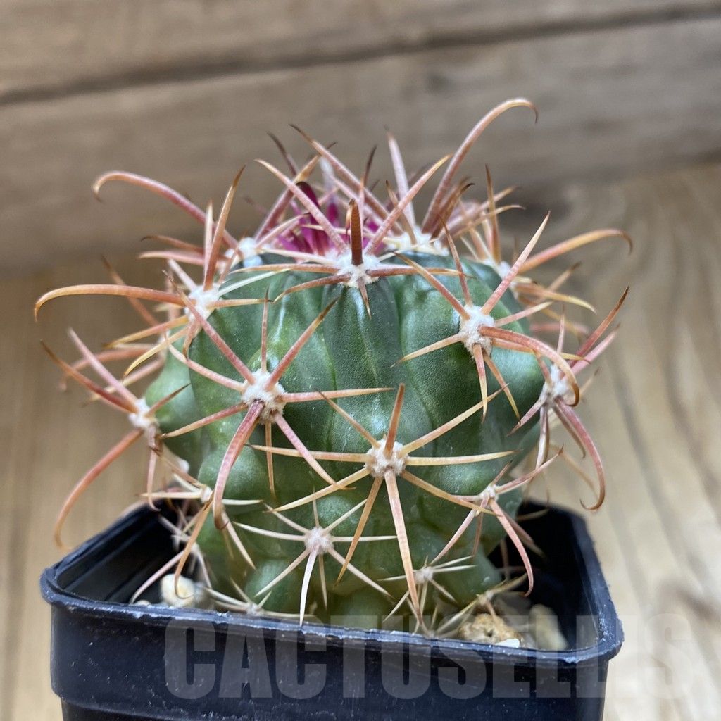 SH15697 Ferocactus fordii - Image 2