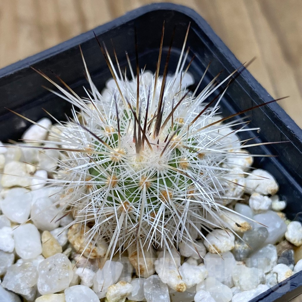 SH15698 Gymnocactus viereckii