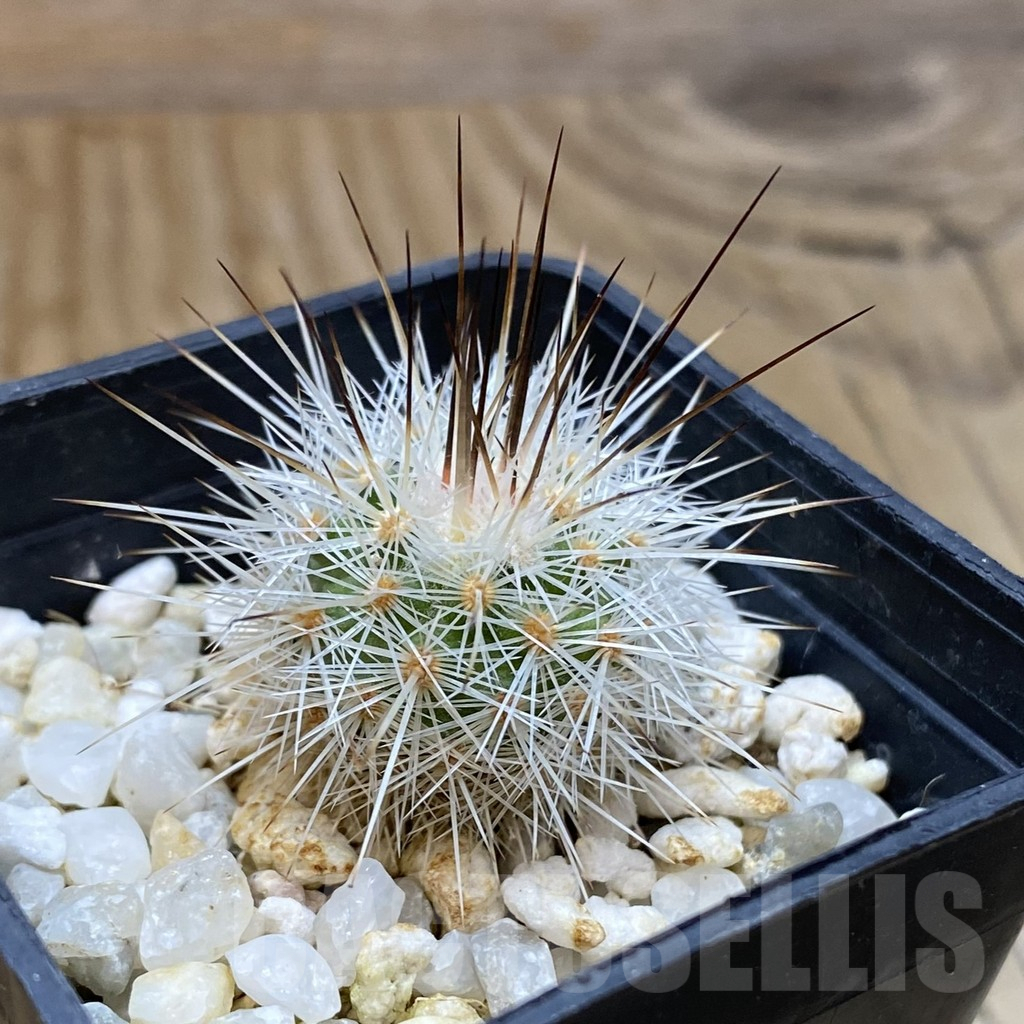 SH15698 Gymnocactus viereckii - Image 2