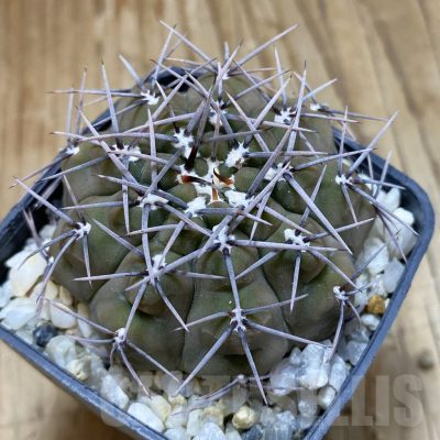 SH15705 Gymnocalycium ochoterenae