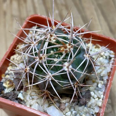 SH15708 Gymnocalycium neuhuberi