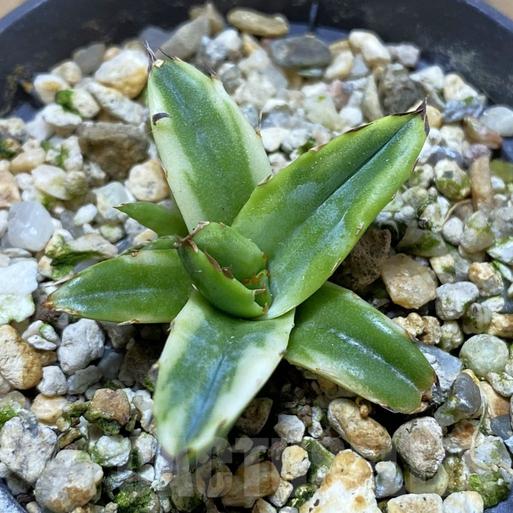 SH15862 Agave victoriae-reginae f. variegata
