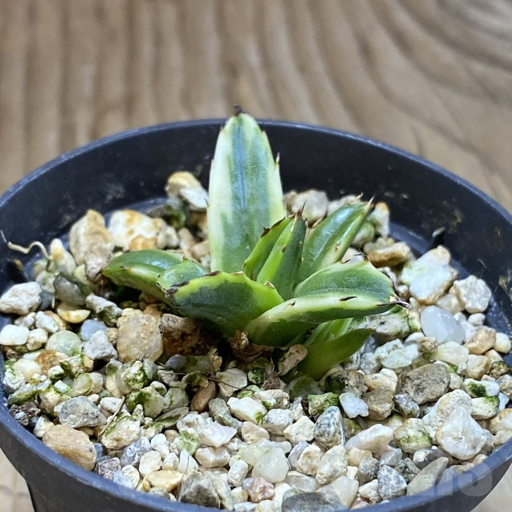 SH15862 Agave victoriae-reginae f. variegata - Image 2