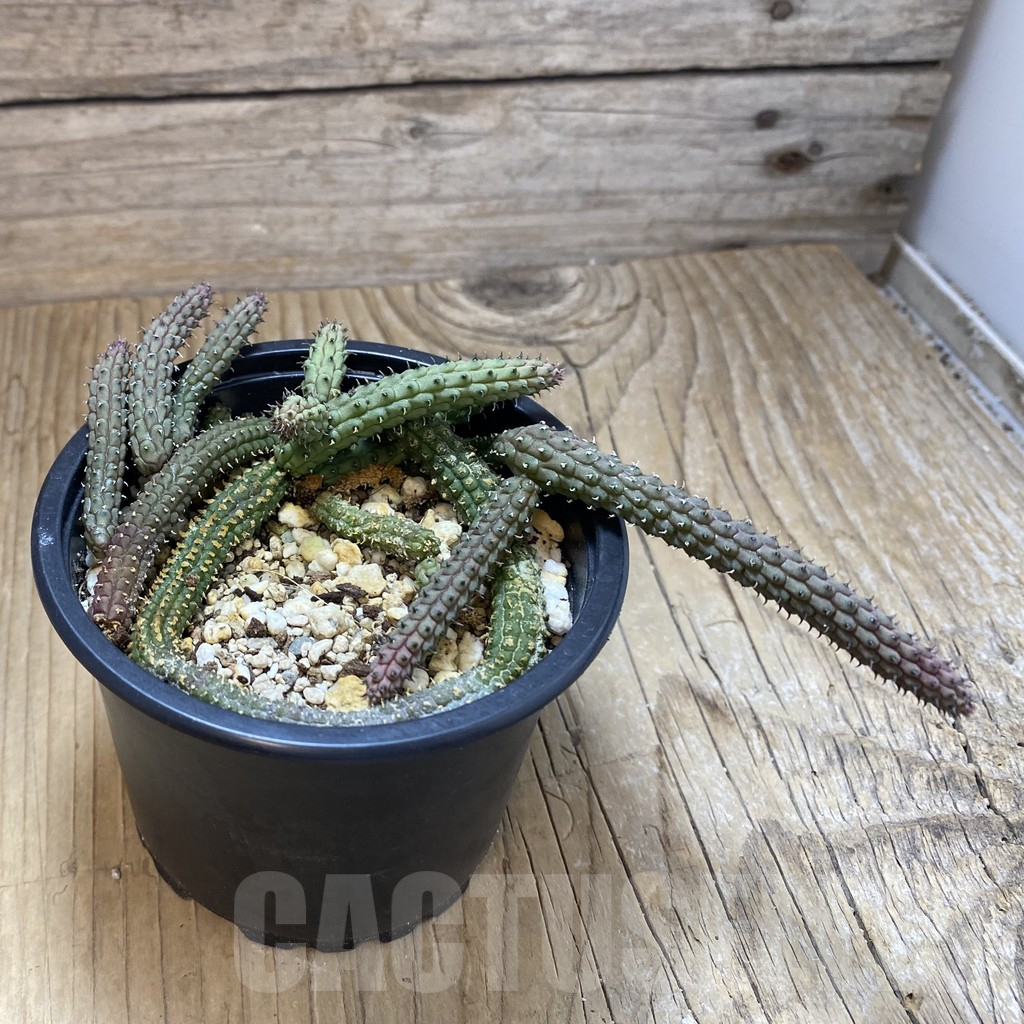 SH15830 Echidnopsis oviflora - Image 2