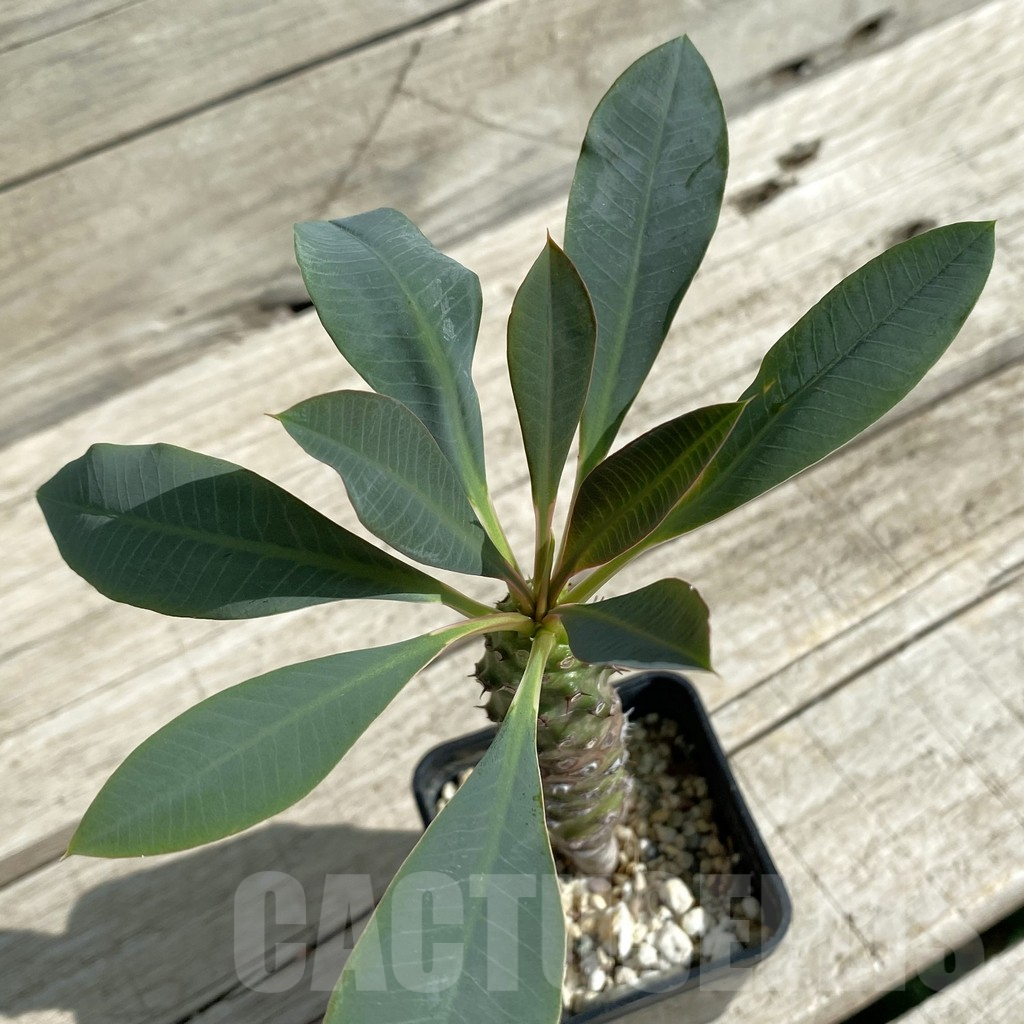 SH15873 Euphorbia pachypodioides