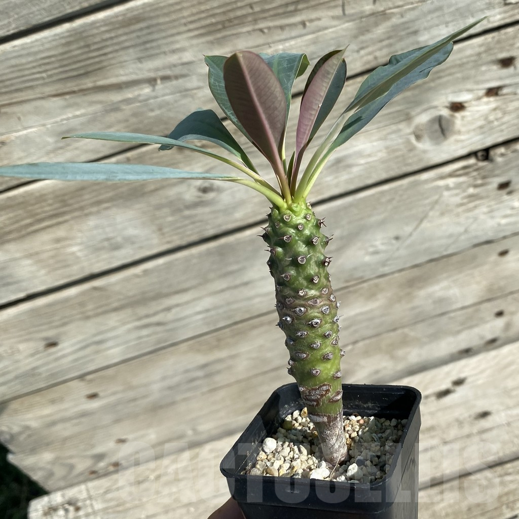 SH15873 Euphorbia pachypodioides - Image 2