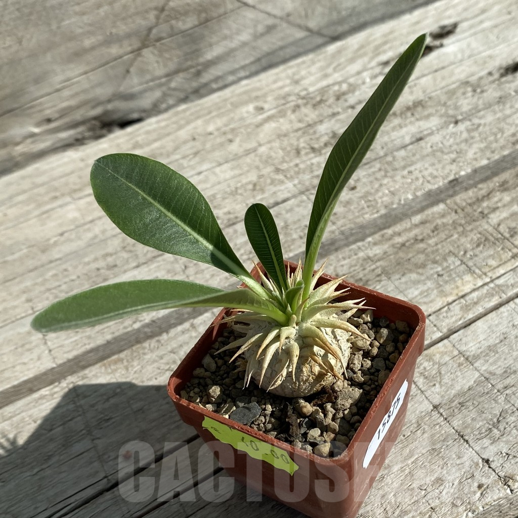 SH15875 Pachypodium eburneum - Image 2