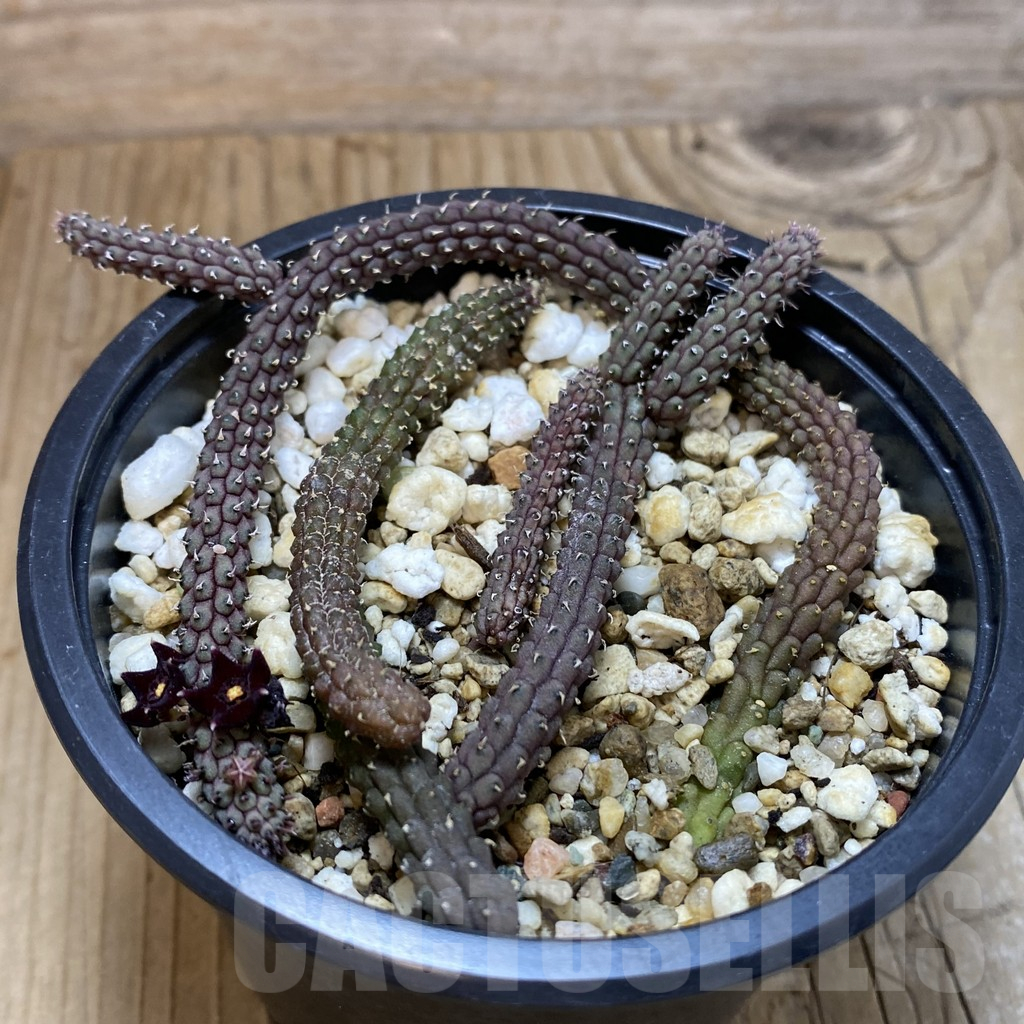 SH15831 Echidnopsis oviflora - Image 2