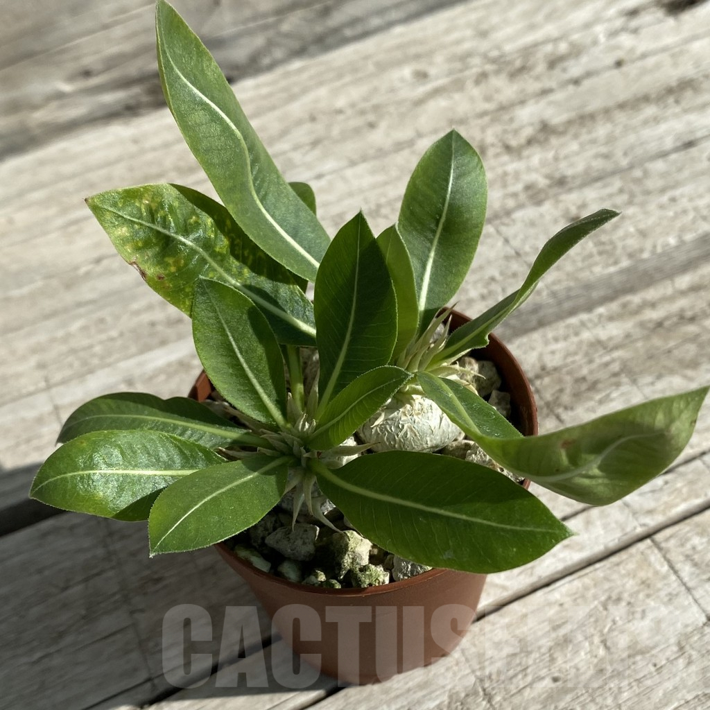SH15876 Pachypodium brevicaule v. leucoxanthum, 2 plants - Image 2