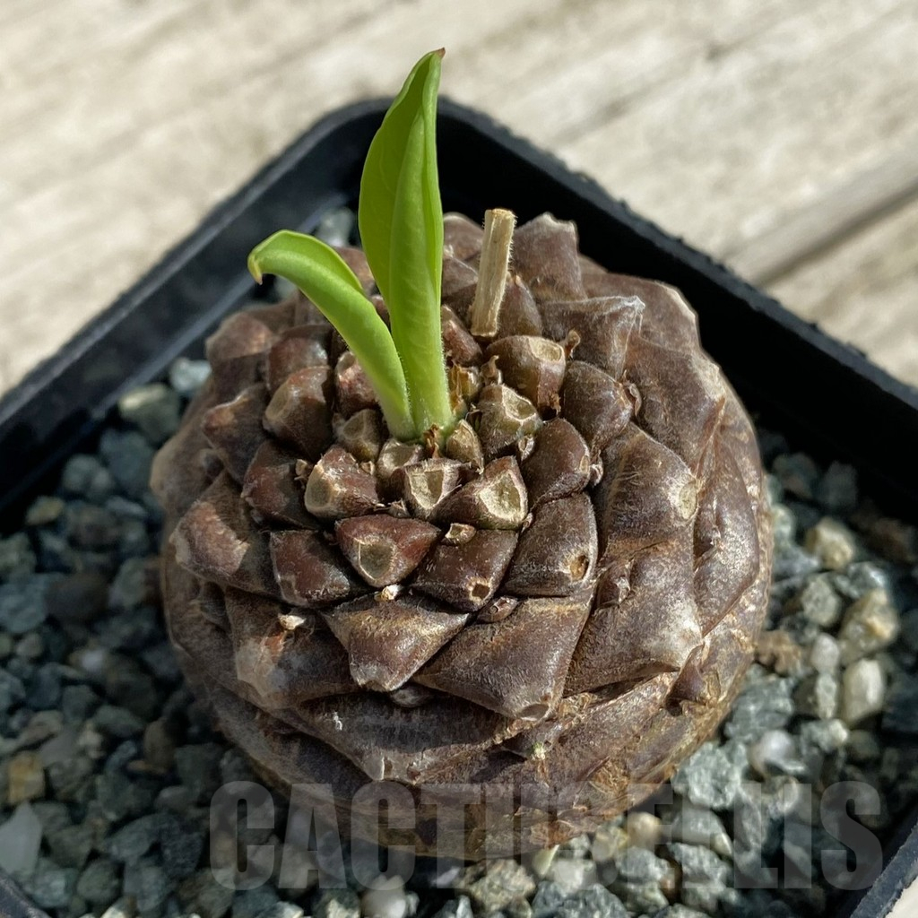 SH15885 Euphorbia bupleurifolia