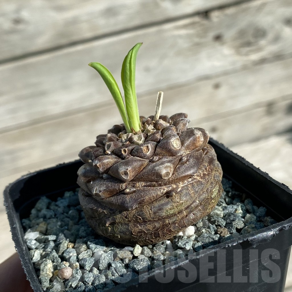 SH15885 Euphorbia bupleurifolia - Image 2