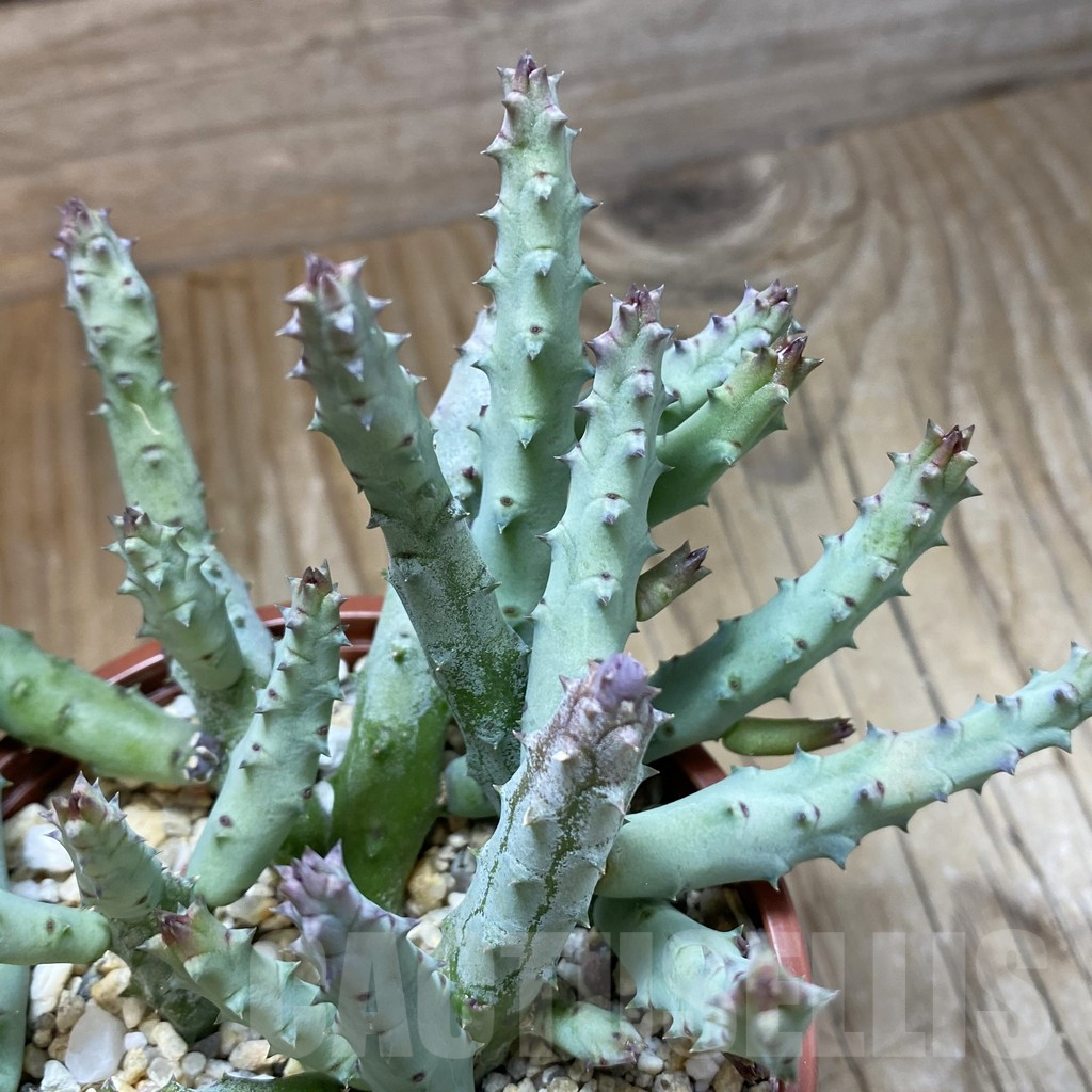 SH15828 Huernia pendurata
