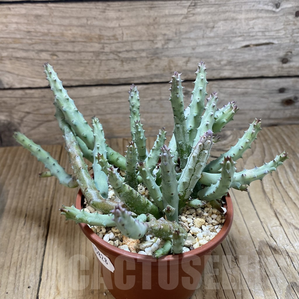 SH15828 Huernia pendurata - Image 2