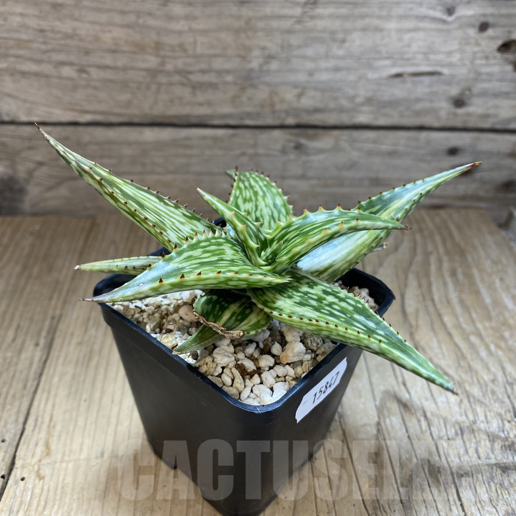 SH15847 Aloe somaliensis f. variegata - Image 2