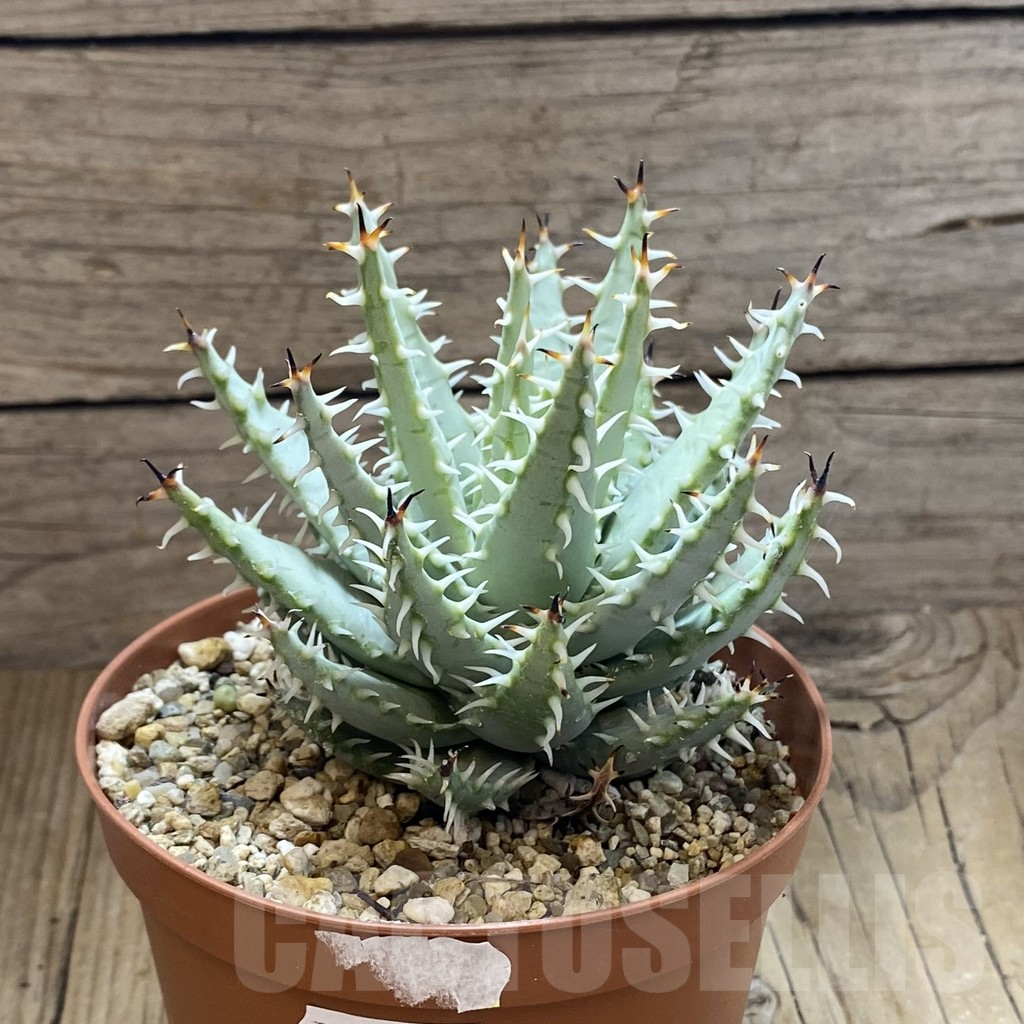 SH15849 Aloe erinacea - Image 2