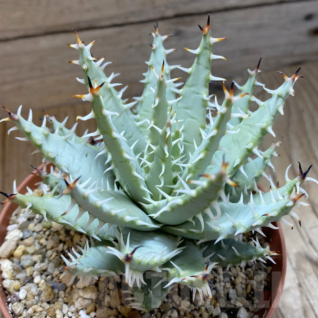 SH15849 Aloe erinacea
