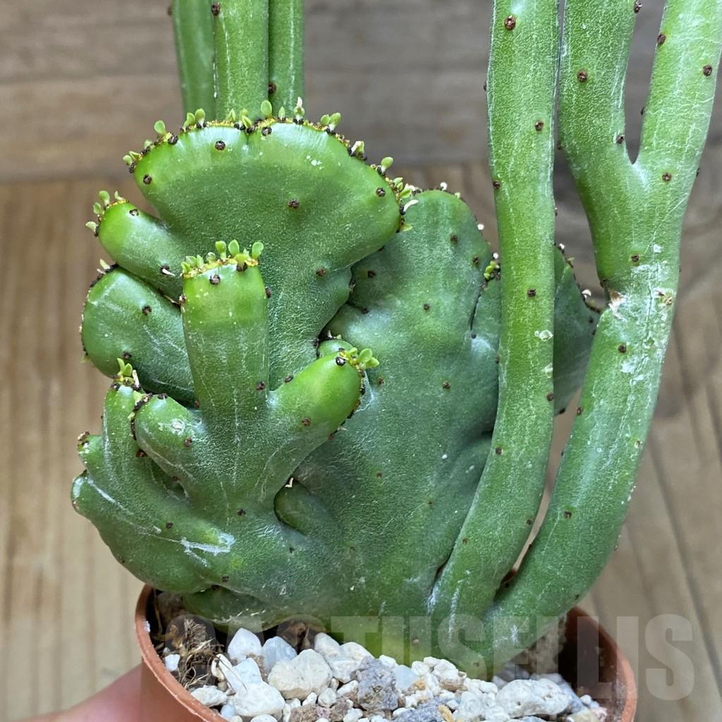 SH15855 Euphorbia leucodendron f. cristata