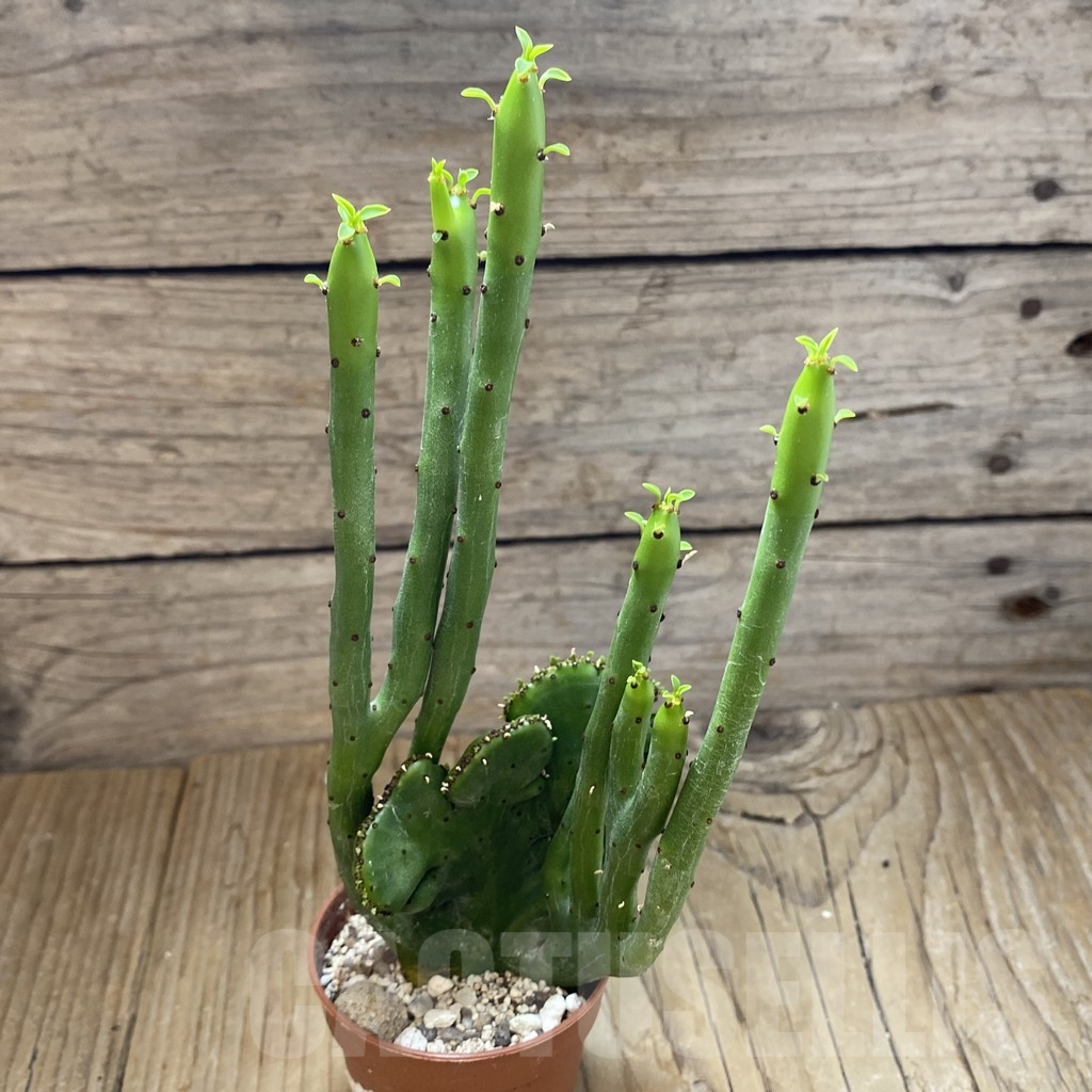 SH15855 Euphorbia leucodendron f. cristata - Image 2