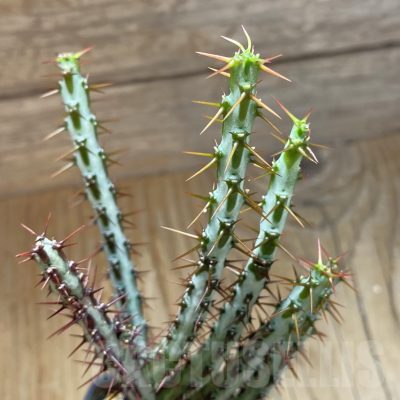 SH15858 Euphorbia aeruginosa