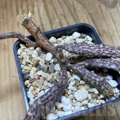 SH15859 Euphorbia platyclada