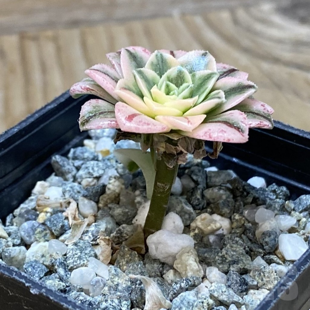 SH16151 Aeonium ‘Sunburst’ f. variegata - Image 2