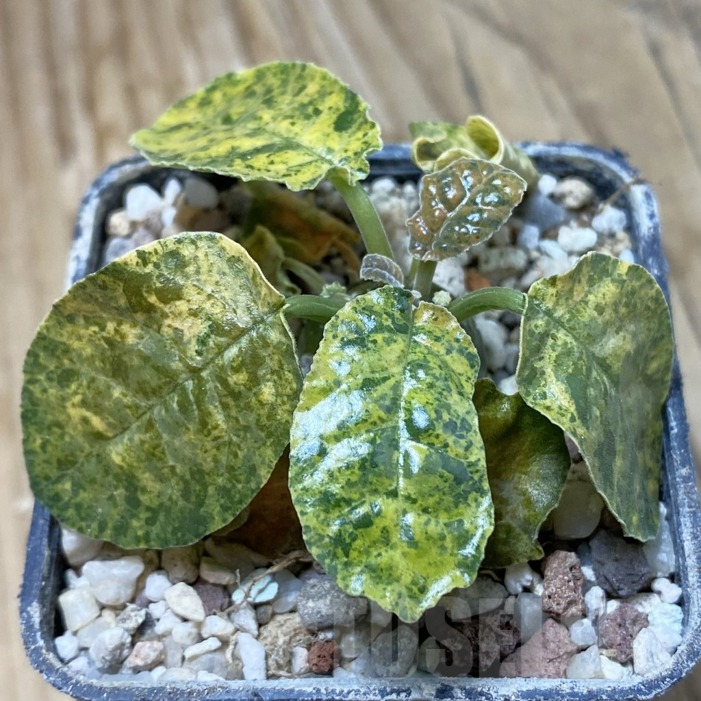 SH16155 Dorstenia foetida f. variegata