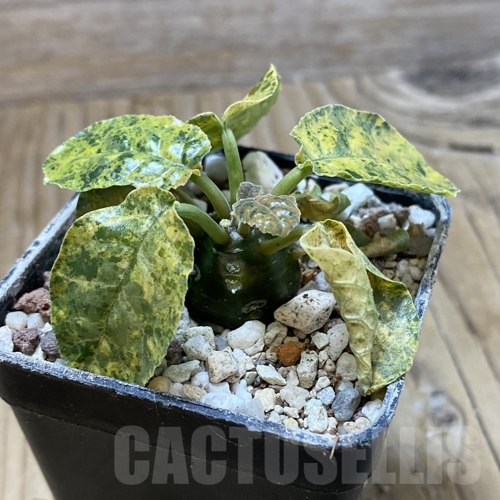 SH16155 Dorstenia foetida f. variegata - Image 2