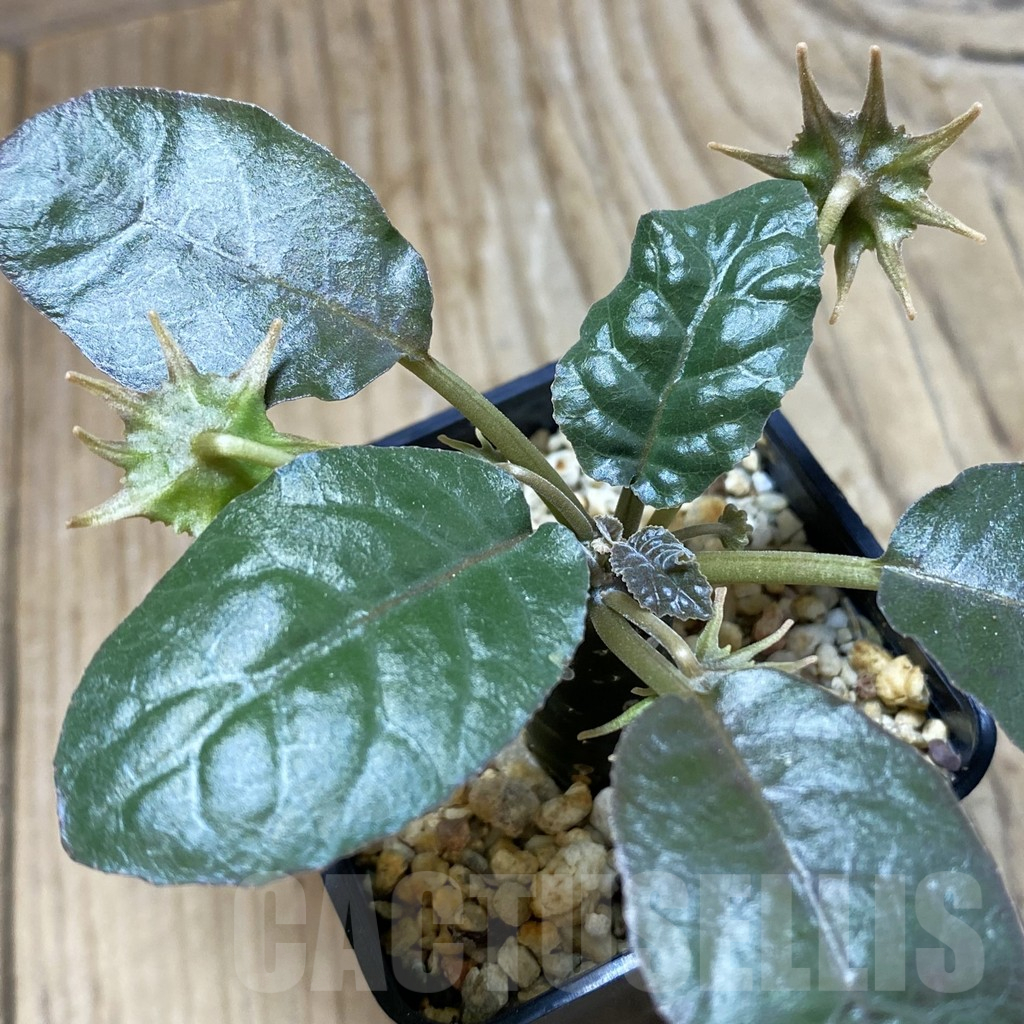 SH16157 Dorstenia foetida