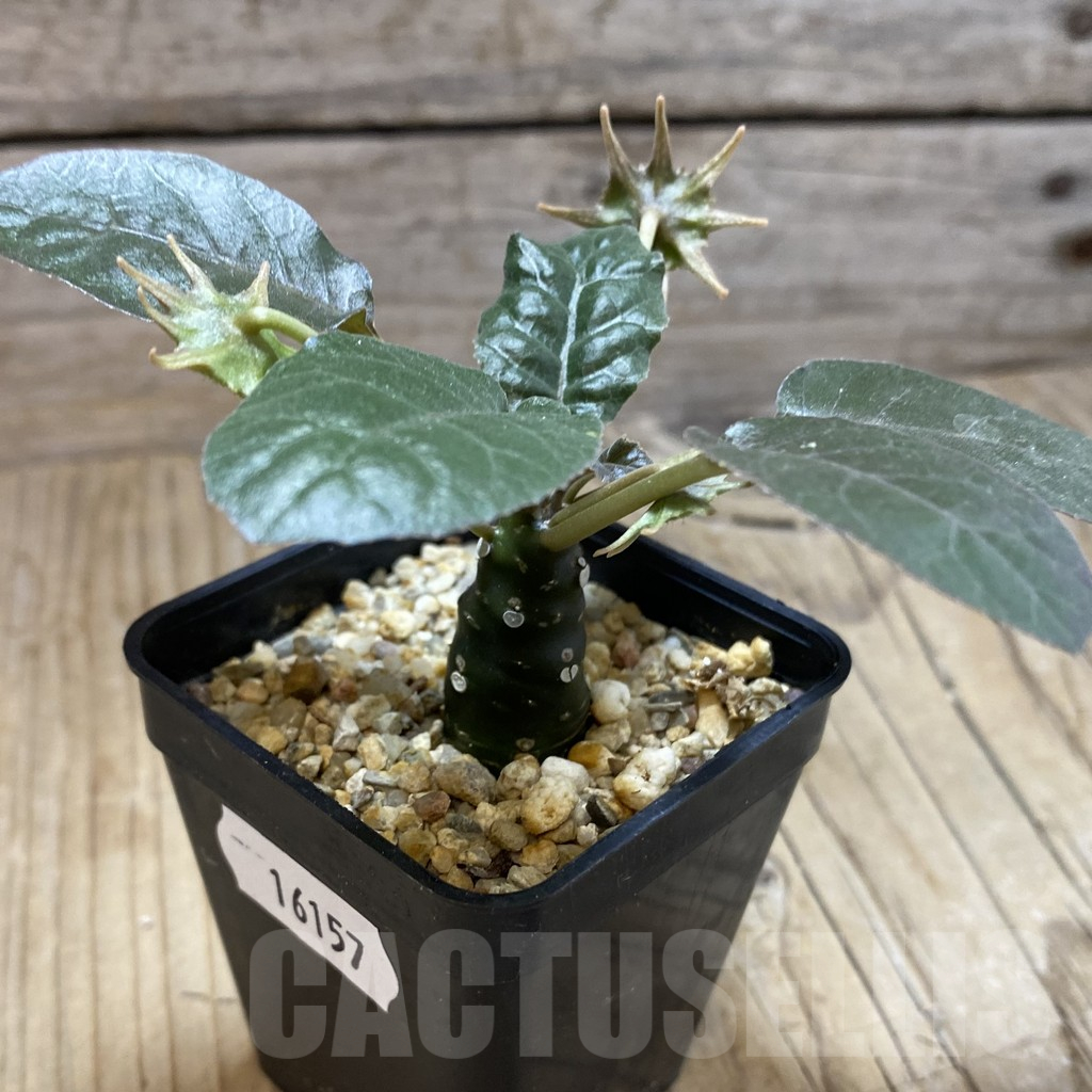 SH16157 Dorstenia foetida - Image 2