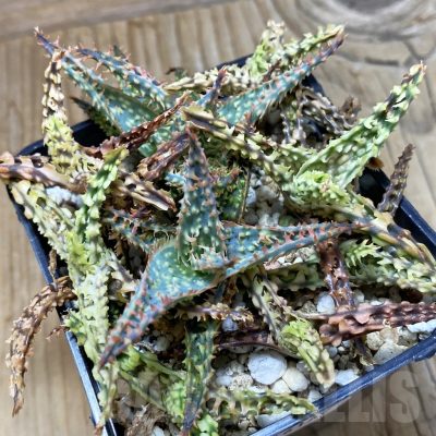 SH16162 Aloe TCT hybrid mix