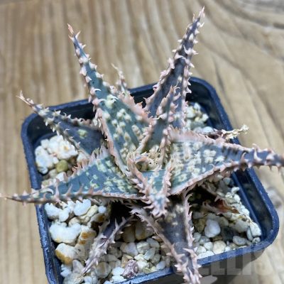 SH16163 Aloe TCT hybrid