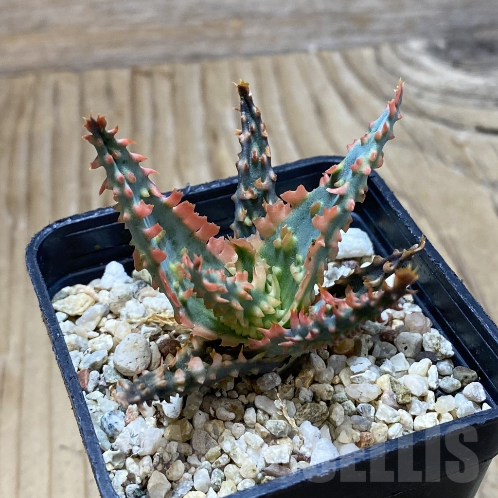 SH16166 Aloe TCT hybrid - Image 2