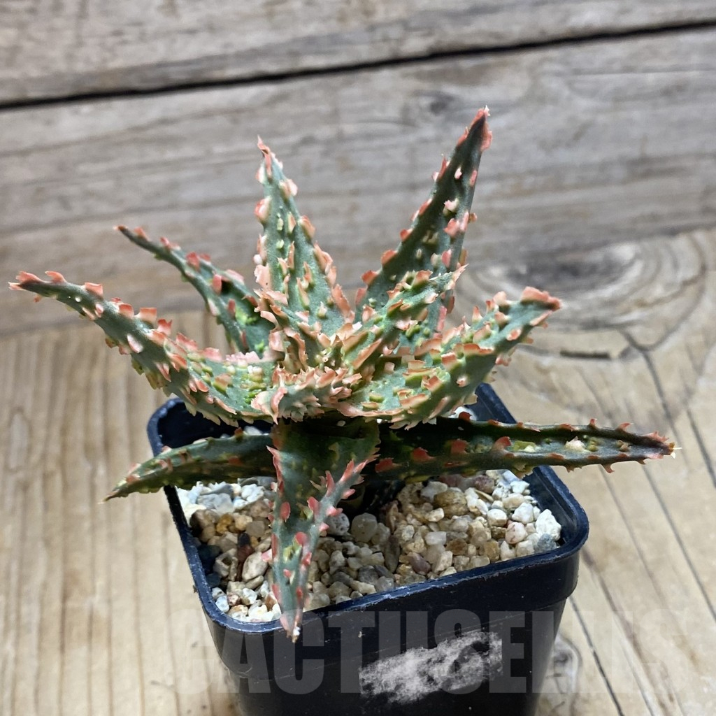 SH16167 Aloe TCT hybrid - Image 2