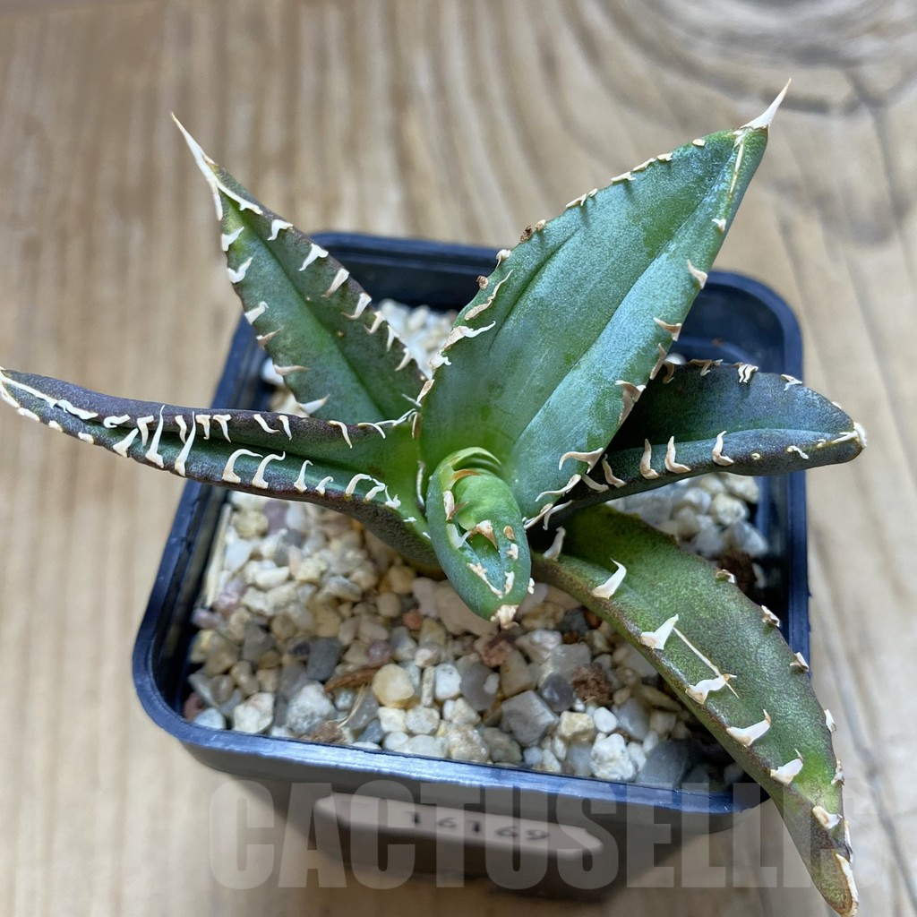SH16169 Agave titanota ‘Sierra Mixteca’