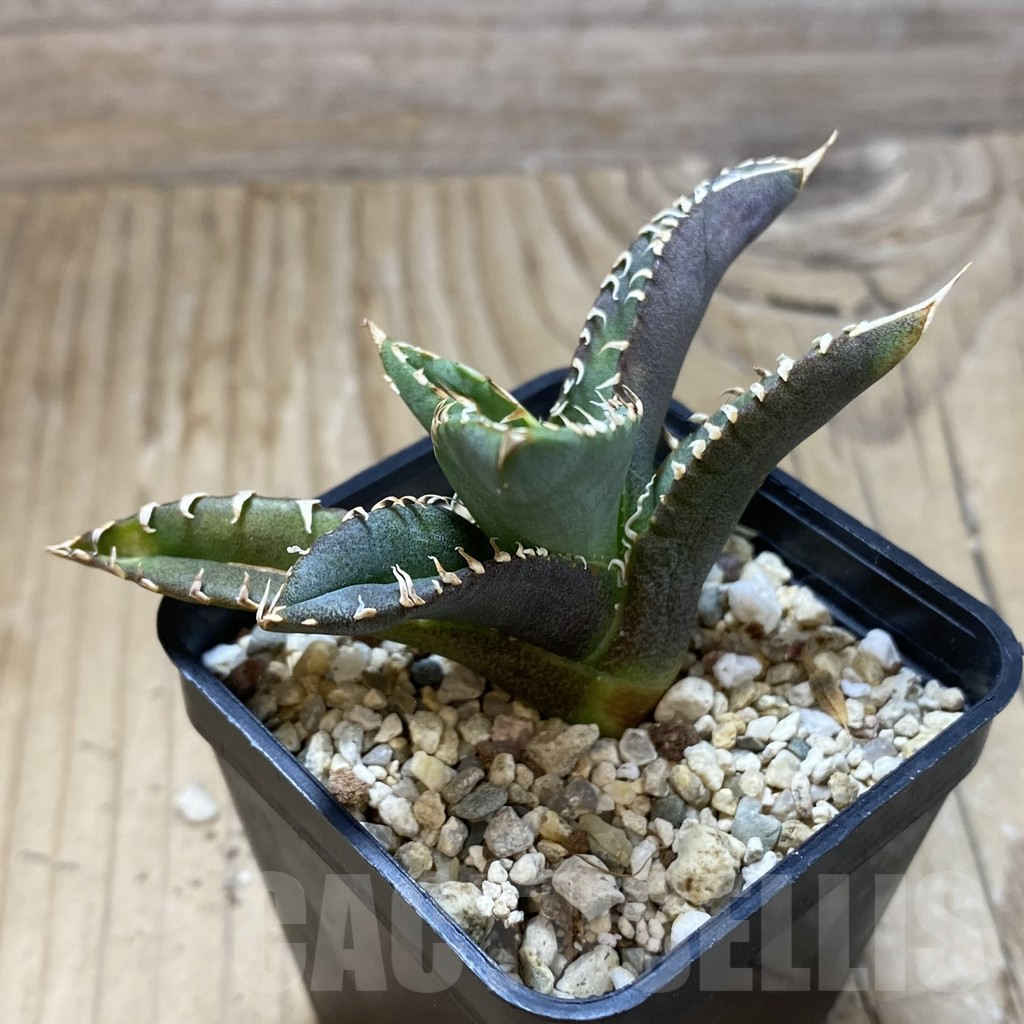 SH16169 Agave titanota ‘Sierra Mixteca’ - Image 2