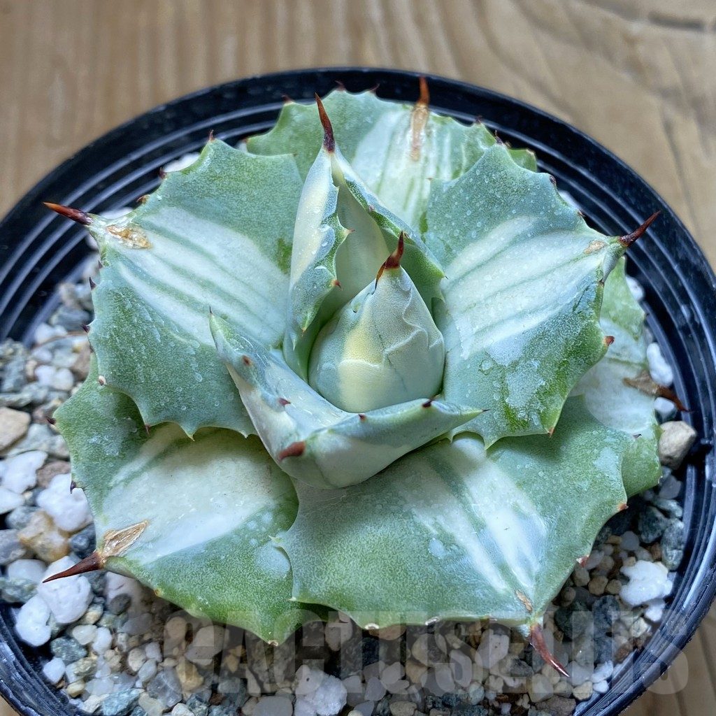 SH16173 Agave isthmensis f. variegata