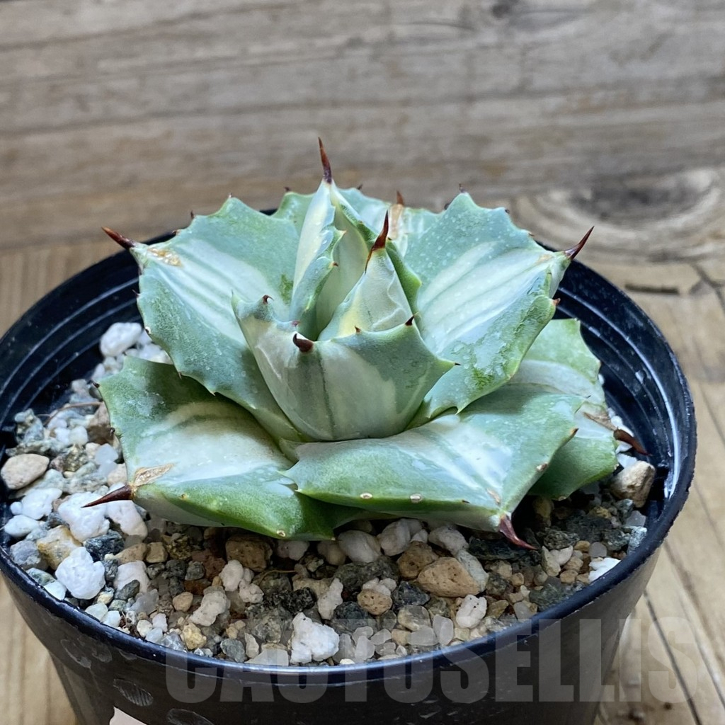SH16173 Agave isthmensis f. variegata - Image 2