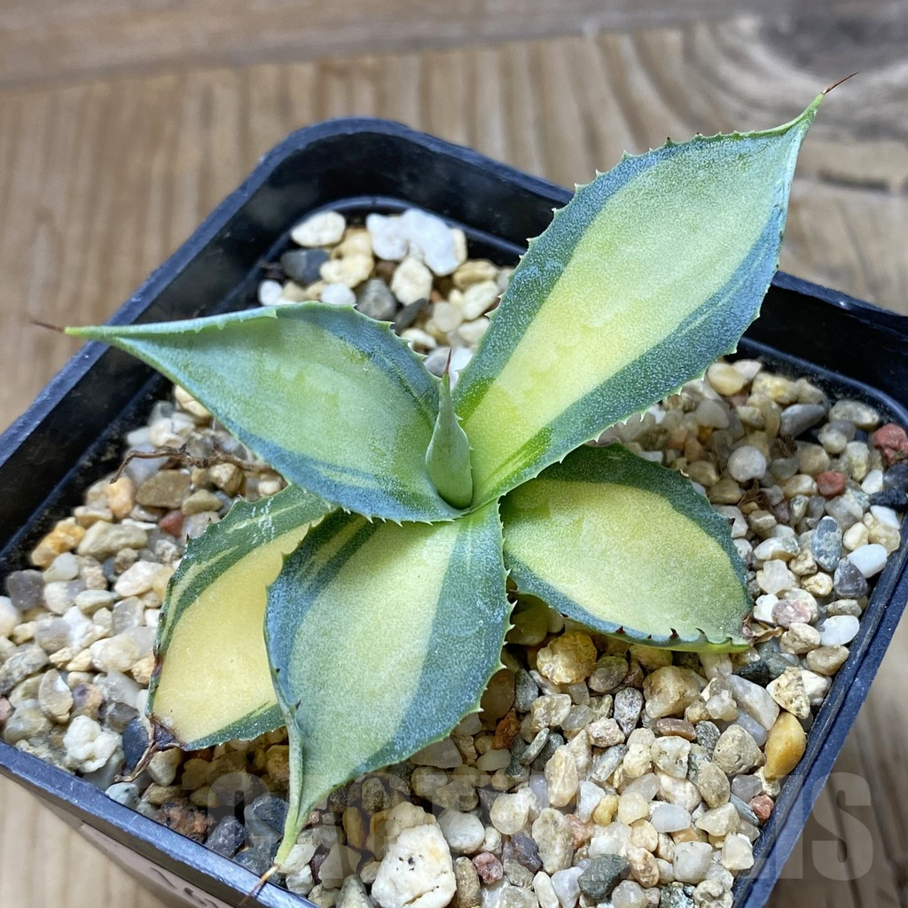 SH16174 Agave potatorum f. variegata - Image 2