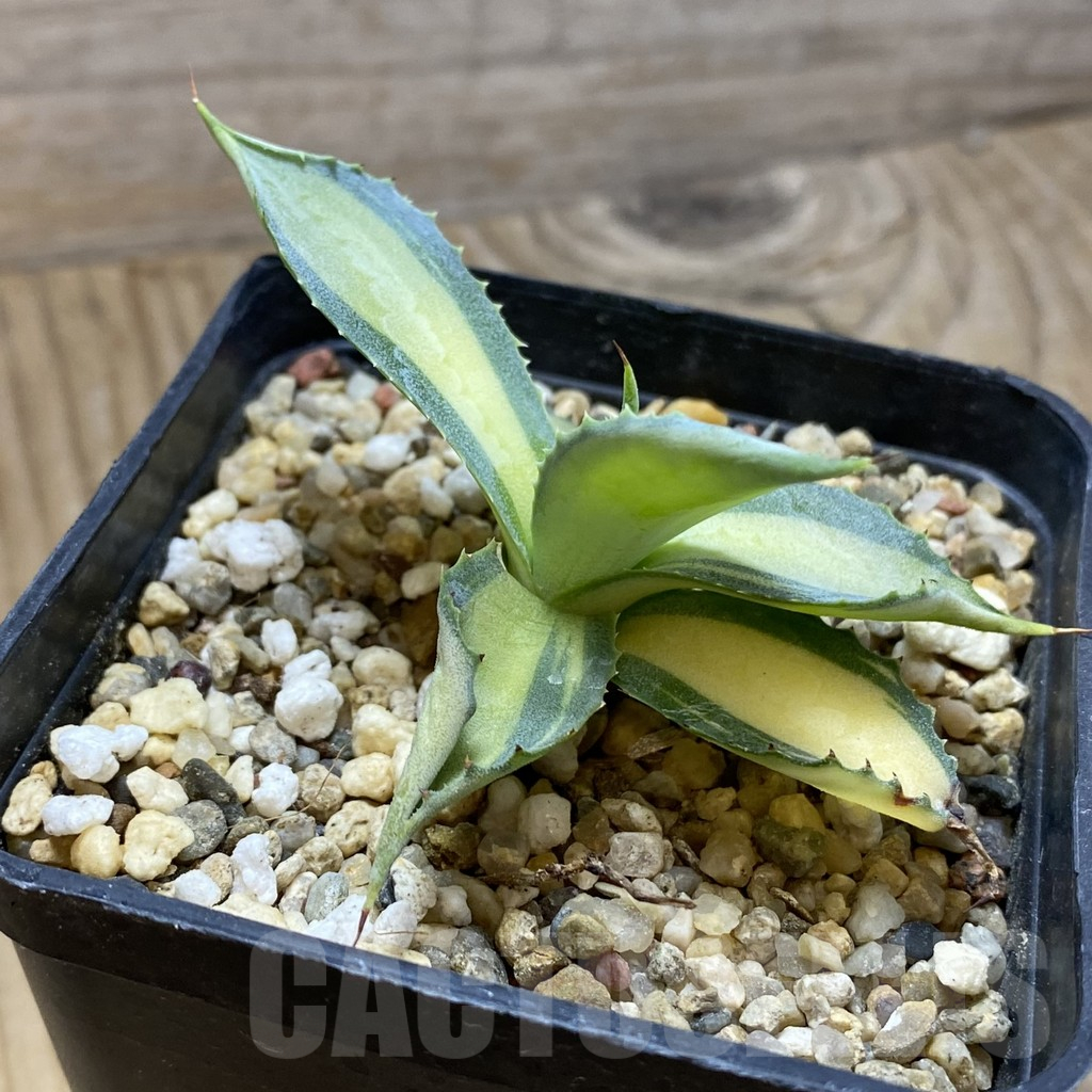 SH16174 Agave potatorum f. variegata - Image 3