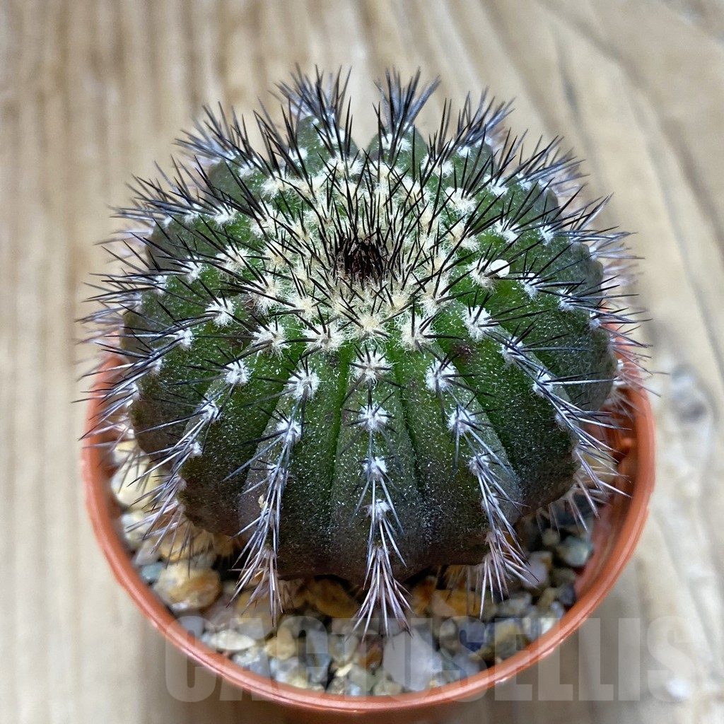SH16190 Uebelmannia pectinifera, own roots