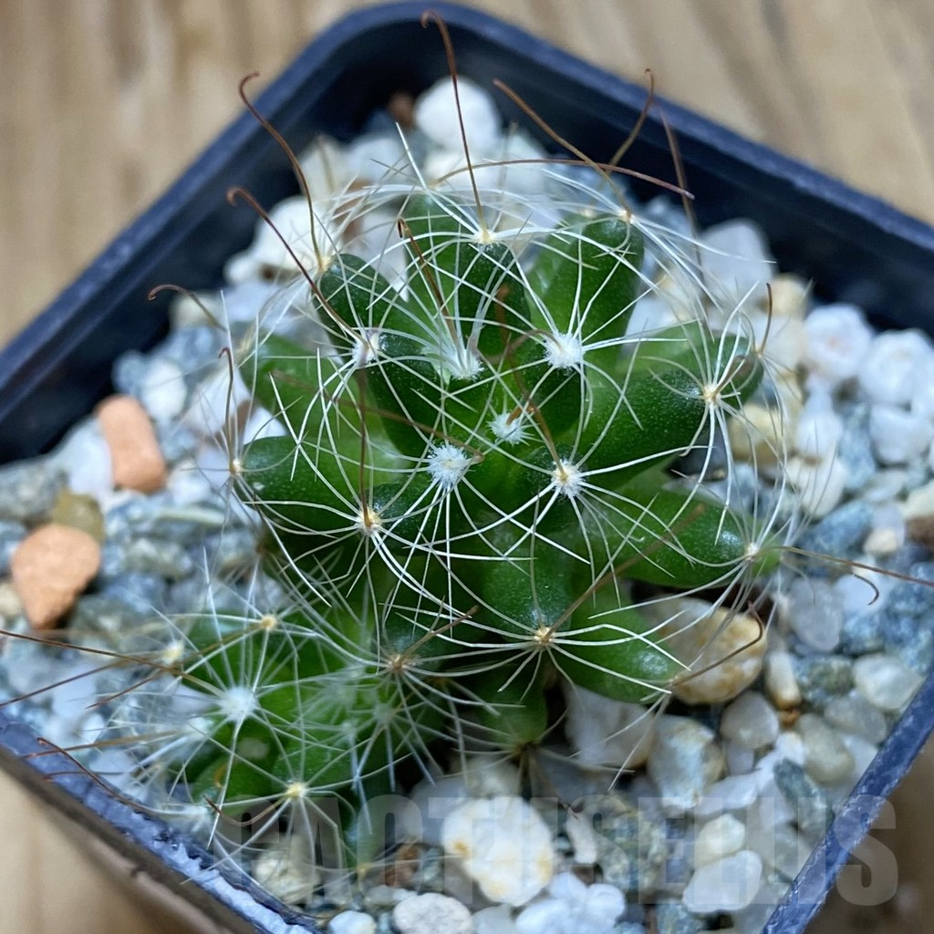 SH16124 Mammillaria surculosa - Image 2