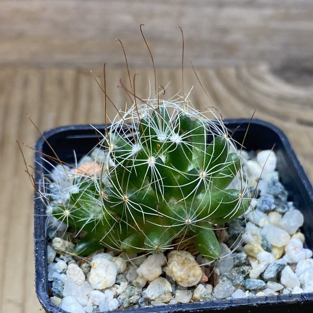 SH16124 Mammillaria surculosa - Image 3