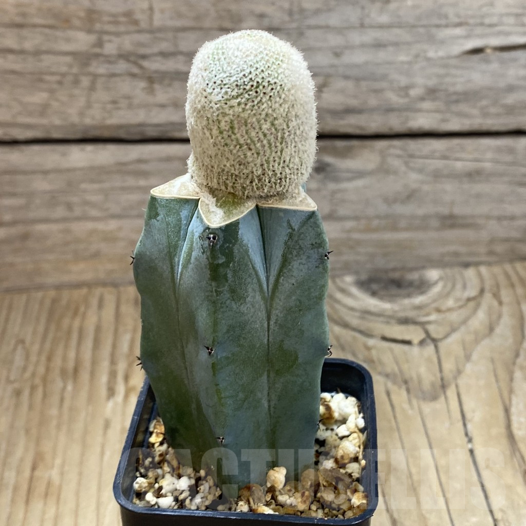 SH16130 Yavia cryptocarpa, grafted - Image 2