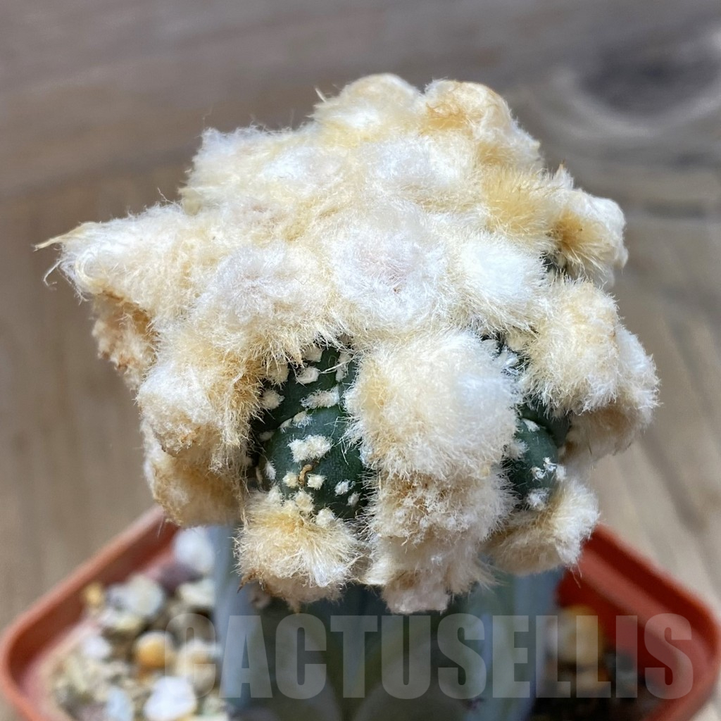 SH16134 Astrophytum asterias ‘Ooibo Kikko’ , grafted