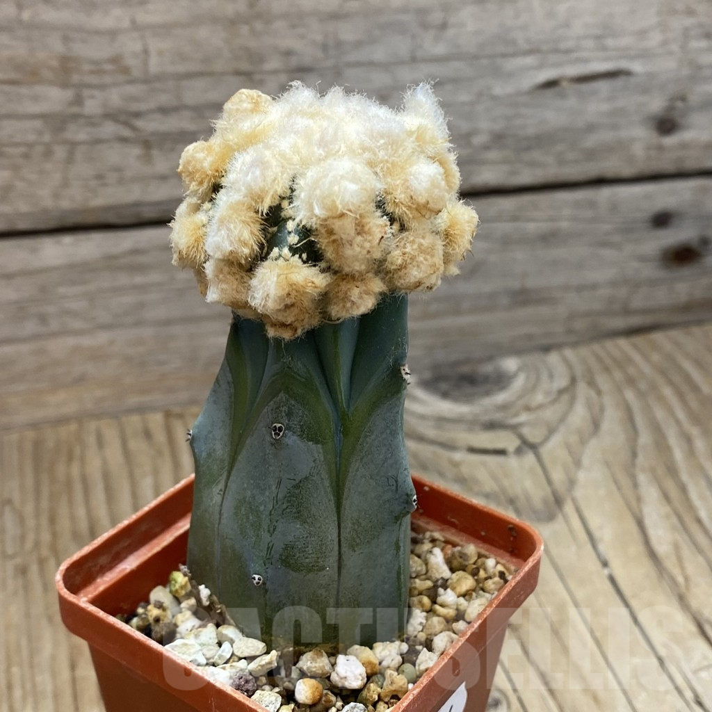 SH16134 Astrophytum asterias ‘Ooibo Kikko’ , grafted - Image 2