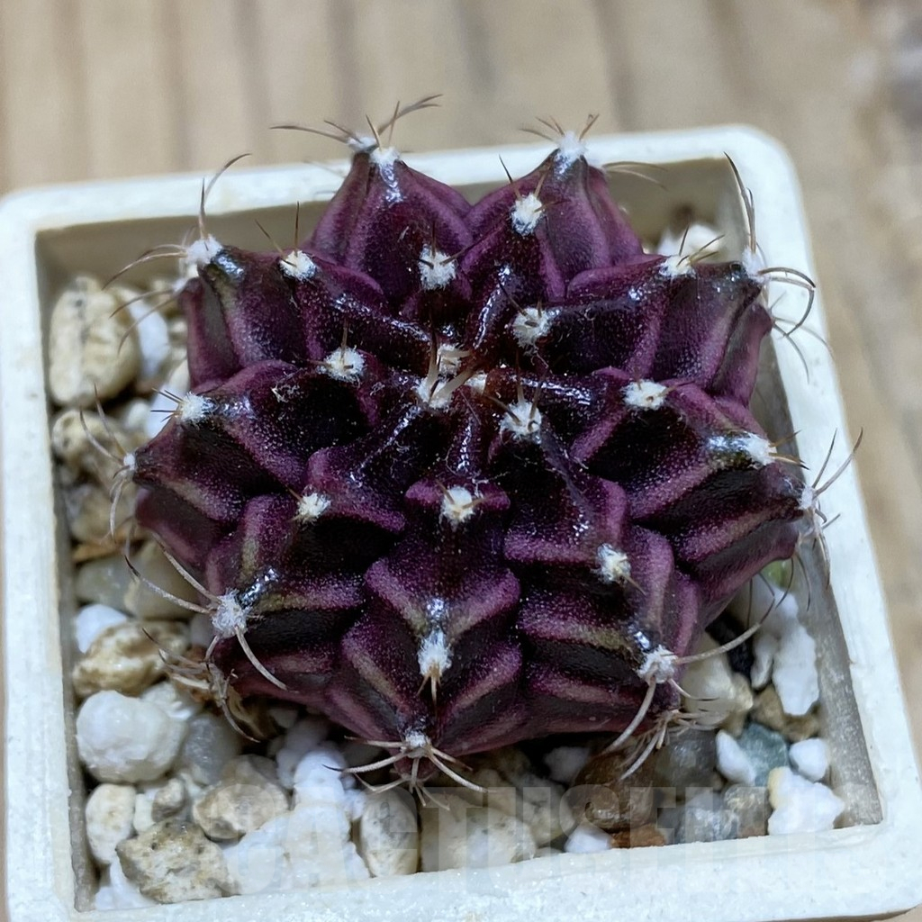 SH16115 Gymnocalycium mihanovichii ‘Black Widow’ x ‘Day Dream’