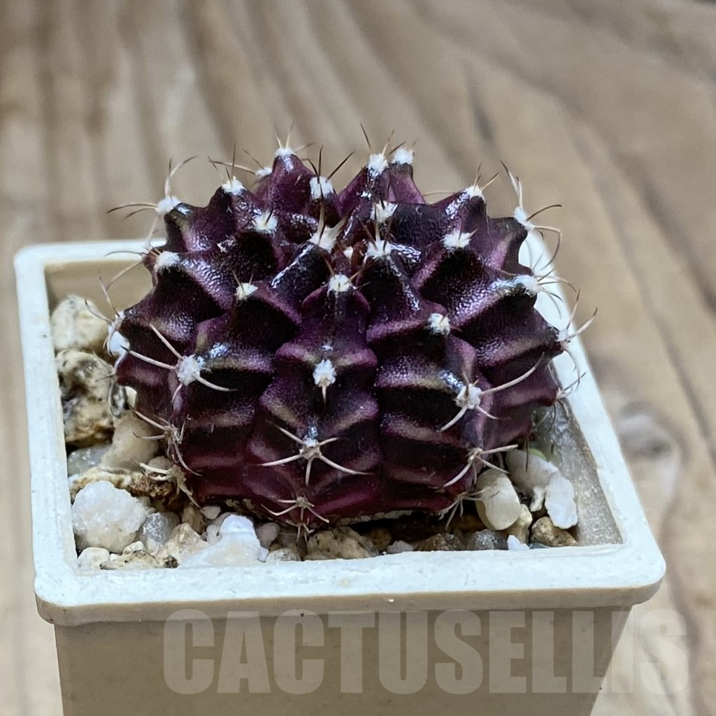 SH16115 Gymnocalycium mihanovichii ‘Black Widow’ x ‘Day Dream’ - Image 2